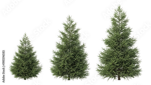 Three christmas trees of different sizes isolated on transparent background