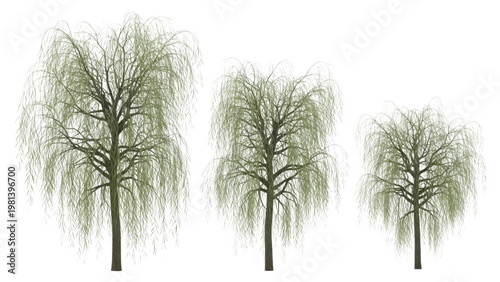 Three willow trees in different sizes isolated on transparent background