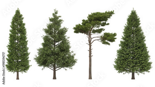 Collection of four pine trees isolated on transparent background