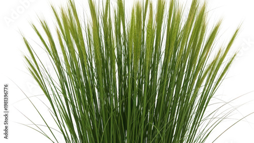 Lush green grass clump isolated on transparent background