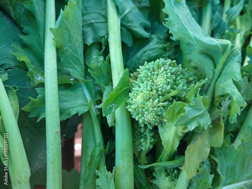 Field Mustard greens vegetables raw vegan food. Brassica rapa edible leaves and flowers for oilseed production. Broccoli rabe vegetable in Italy.