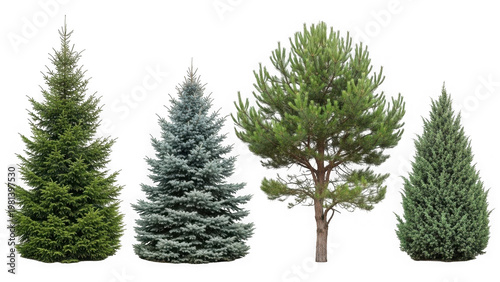 Four different types of pine trees isolated on transparent background