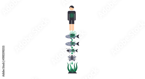 Bioaccumulation Process Vector Illustration Showing Toxic Pollutants Moving Through Aquatic Food Chain Levels from Human Waste to Marine Life Ecosystem
