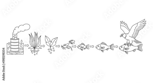 Bioaccumulation Process Vector Illustration Showing Toxic Pollution Moving Through Aquatic Food Chain from Industrial Waste to Apex Predator Eagle