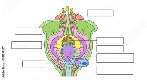 Biological Flower Anatomy Diagram Vector Illustration with Blank Labels for Educational Study and Botanical Science Research Template