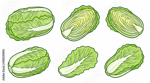 Napa cabbage collection featuring whole heads, halves, and single leaves in cartoon illustration style