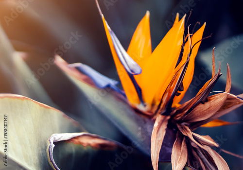 Beautiful flower strelitzia reginae, bird of paradise growing in a garden.