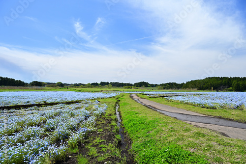 ネモフィラが咲く南部ふれあい広場