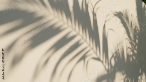 Shadows of palm leaves cast on a neutral background.