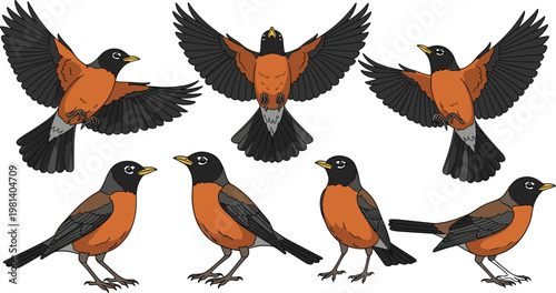 "Vector Illustration Set of American Robin Birds in Different Poses and Flying Positions for Wildlife, Nature, and Birdwatching Projects"