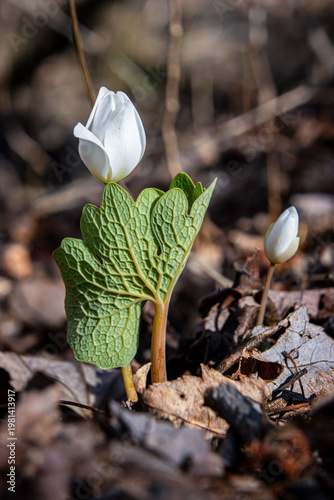 bloodroot white spring ephemeral flower with single leaf wrapped around it ready to bloom