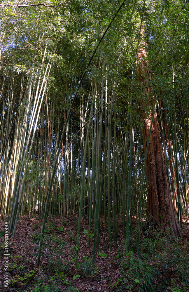 Fototapeta premium Bamboo grove in park. Sochi.