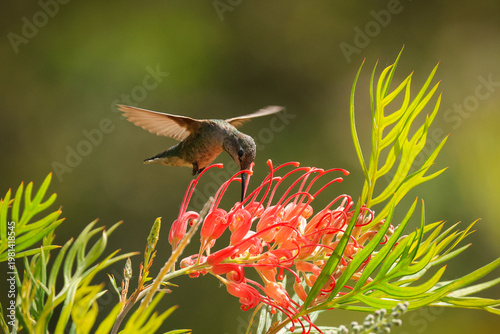 Hummingbird
