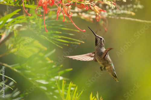 Hummingbird