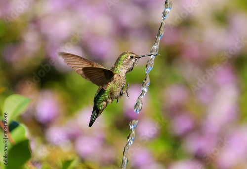 Hummingbird