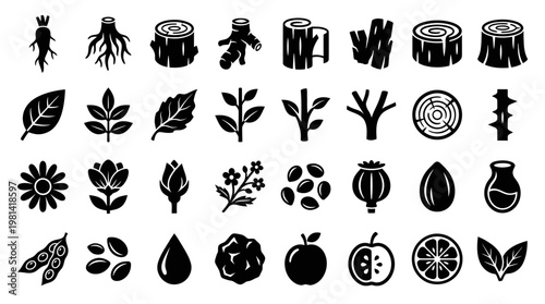 Botany and Plant Morphology Scientific Vector Icons