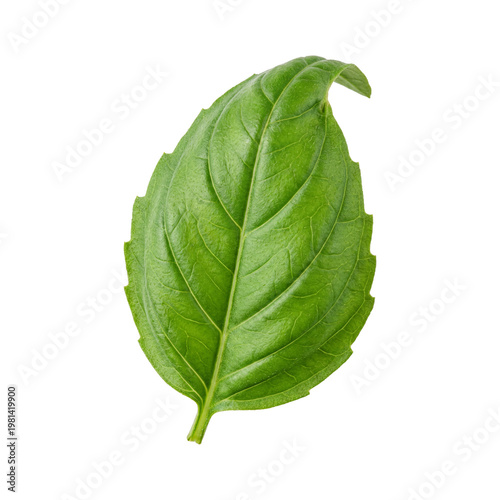 Single Fresh Green Basil Leaf with Visible Veins Isolated on Pure White Background PNG Cutout