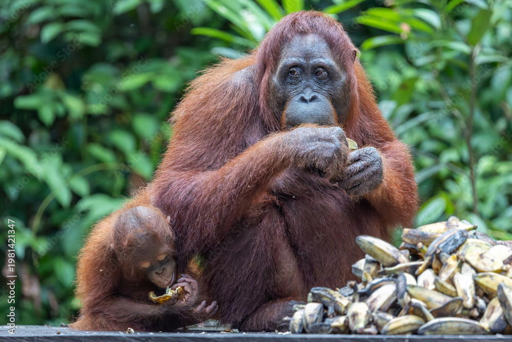 Fototapeta premium Orangutan with Baby Eating Bananas in Tropical Rainforest