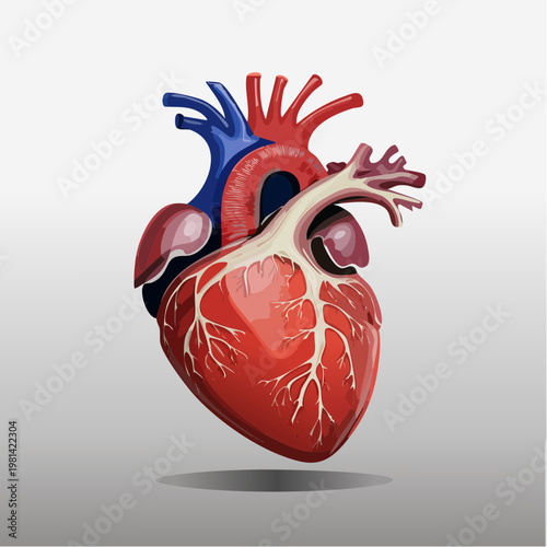 Anatomical illustration of a human heart with arteries and veins