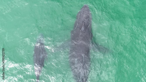 Humpback Mother and Calf blow surfacing - Insane Close-Up Drone Shot in Baja California 4K