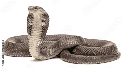 Close-up of a coiled snake with its head raised, showcasing detailed scales and markings on a plain white background.