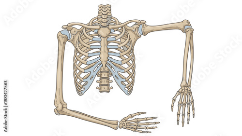 Detailed illustration of a human skeleton with blue highlighted joints on a white background.
