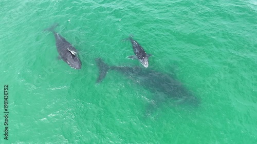 Humpback Whale Mom and Baby and Male Escort 4K Drone Footage