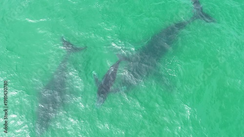 Humpback Whale Mom and Baby and Male Escort close 4K Drone Footage