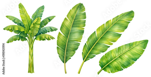 A beautiful collection of watercolor banana tree elements, featuring a tropical banana plant and green banana leaves, isolated on a transparent background.