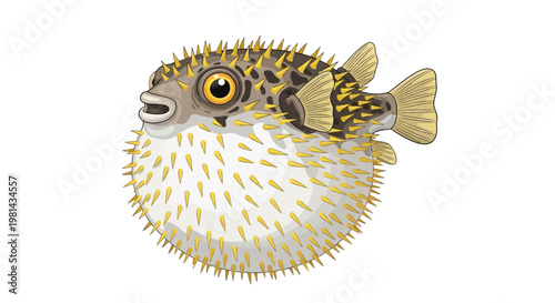 Puffed up pufferfish marine animal.