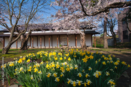 五稜郭に広がる春爛漫の庭園