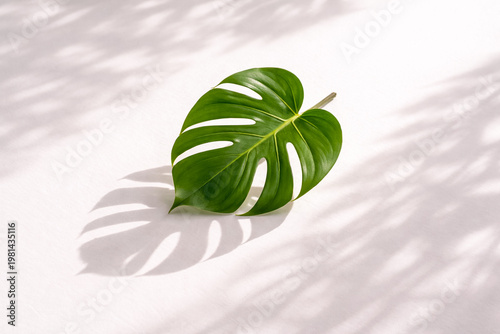 Single green monstera leaf on clean white background with strong natural sunlight casting sharp shadows, minimalist and elegant composition with copy space.