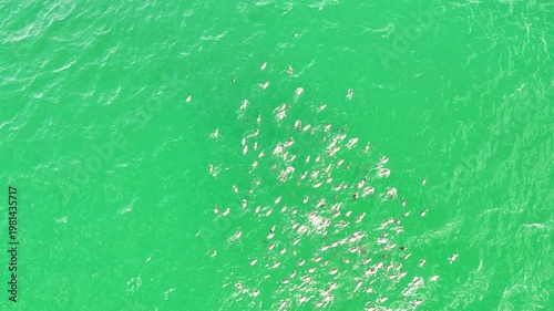 Eared Grebes Diving Flock on Baja California Drone View 4K