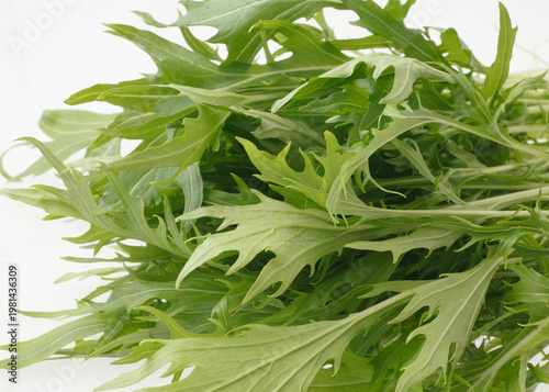 水菜　　スタジオ撮影