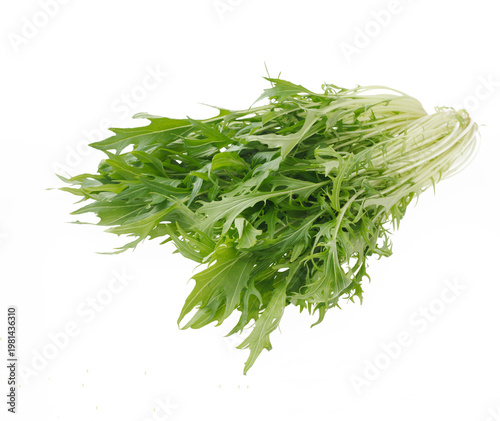 水菜　　スタジオ撮影