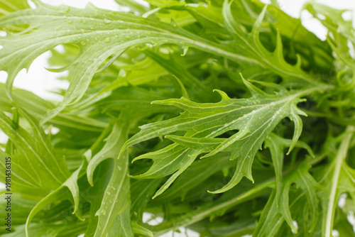 水菜　　スタジオ撮影