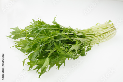 水菜　　スタジオ撮影