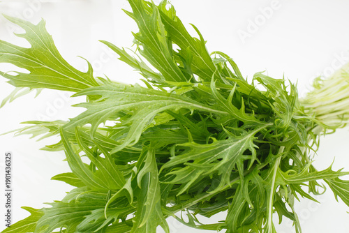 水菜　　スタジオ撮影