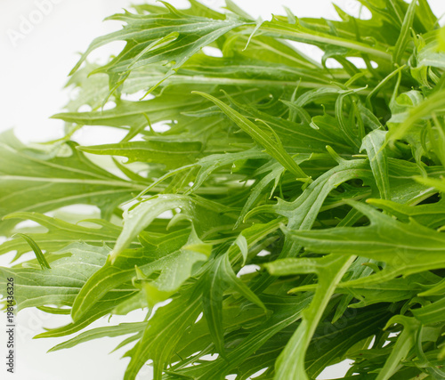 水菜　　スタジオ撮影