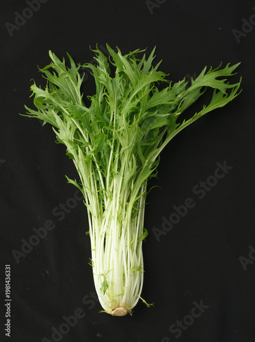 水菜　　スタジオ撮影