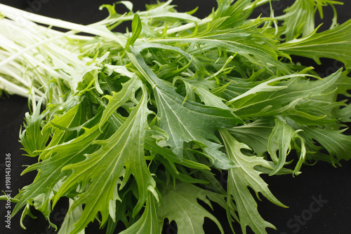 水菜　　スタジオ撮影