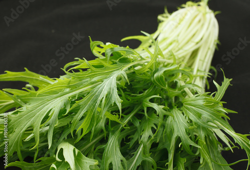 水菜　　スタジオ撮影