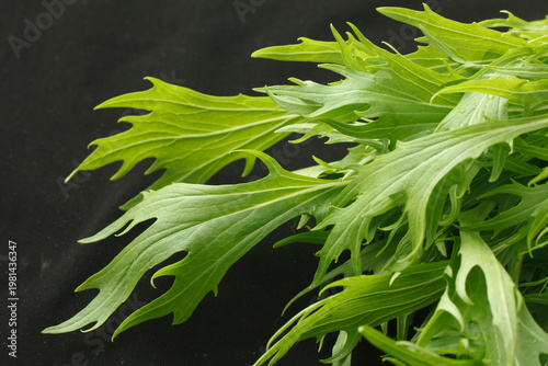 水菜　　スタジオ撮影