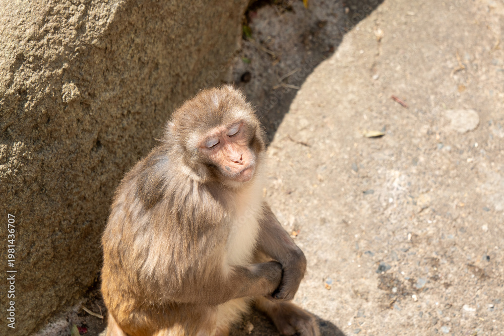 Fototapeta premium a monkey with winter fur