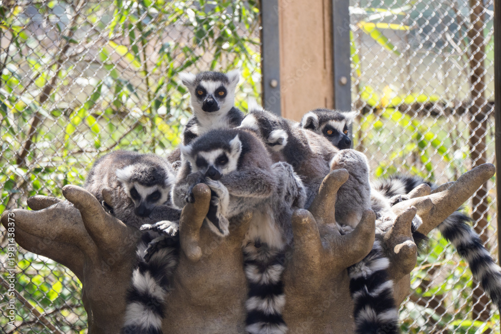Fototapeta premium ring tailed lemur sitting on the tree