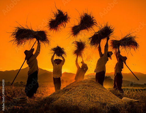 Silhouette of Farmers Tossing Rice Sheaves onto Pile at Orange Sunset