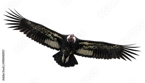 Andean Condor Flying Wings Spread Front View Isolated Transparent Background PNG