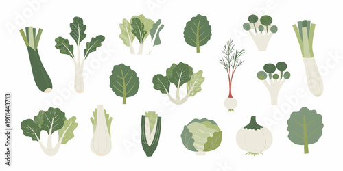 Variety of fresh illustrated leafy greens and root vegetables arranged together