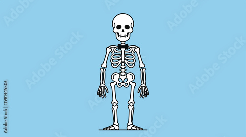 Human Skeleton Standing Alone.