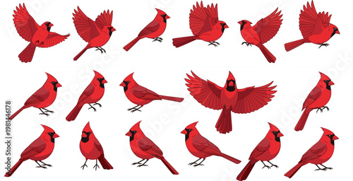 Photos Set of Red Cardinal Bird Illustrations Featuring Flying Perching and Singing Pos
